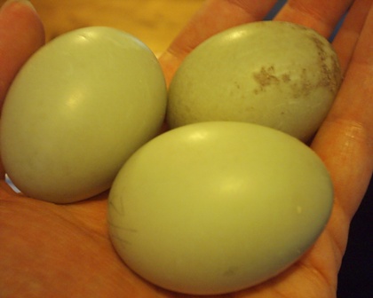 Daphnes first 3 eggs