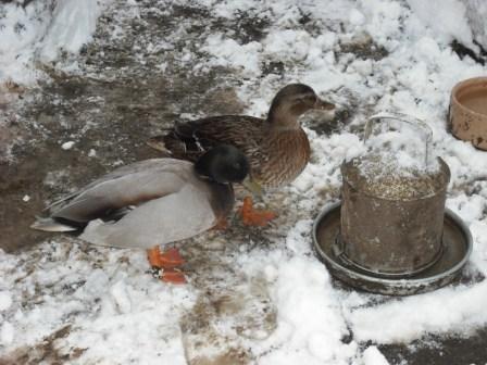 The ducks dont mind snow