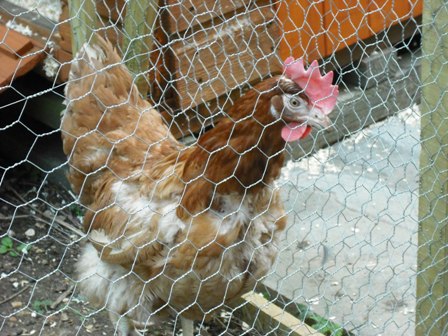Hetty - the pioneer chicken