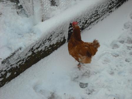 Georgie - The cold chicken